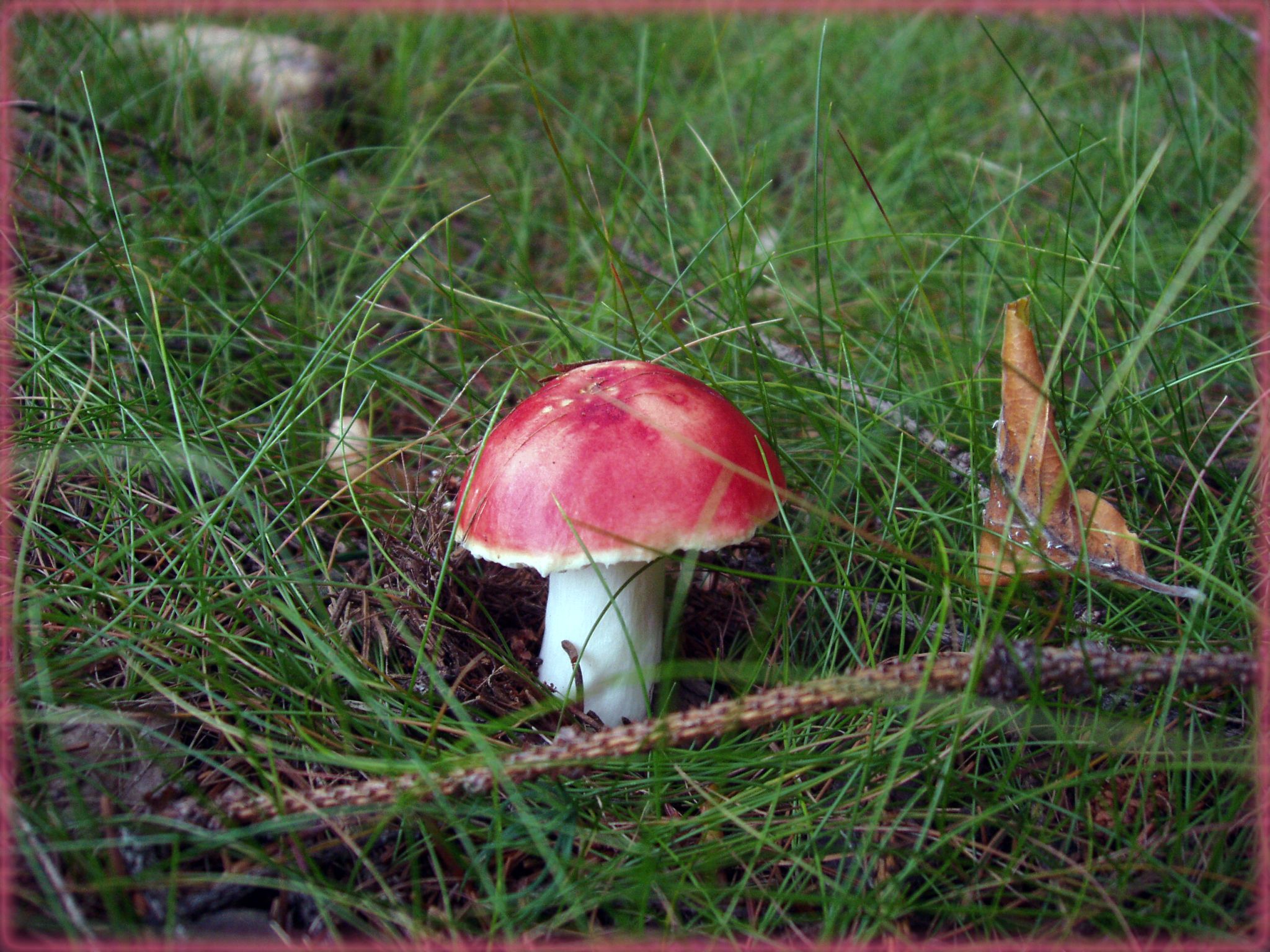obraz_zvuk:priroda:jiri_solnicka:rostliny:houby:houby_04.jpg