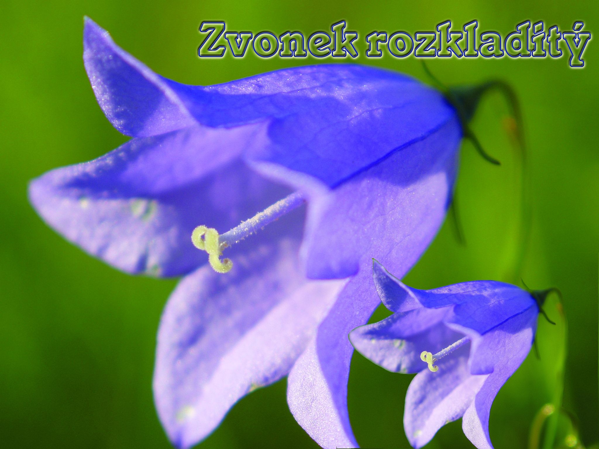obraz_zvuk:priroda:jiri_solnicka:rostliny:kvetiny:zvonek_rozkladity.jpg