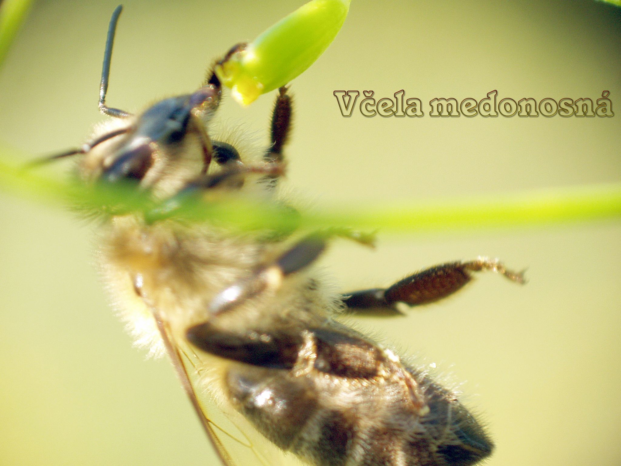 obraz_zvuk:priroda:jiri_solnicka:zivocichove:vcela_medonosna_1.jpg