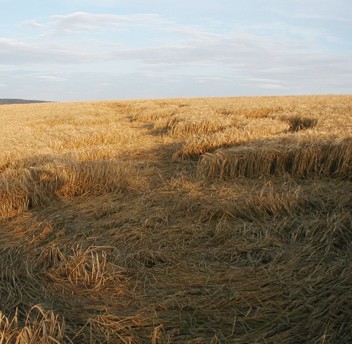 obraz_zvuk:priroda:obrazce_v_krajine:2004:cesko:16_-_rataje_kromeriz_cesko_-_23.7.2004.jpg