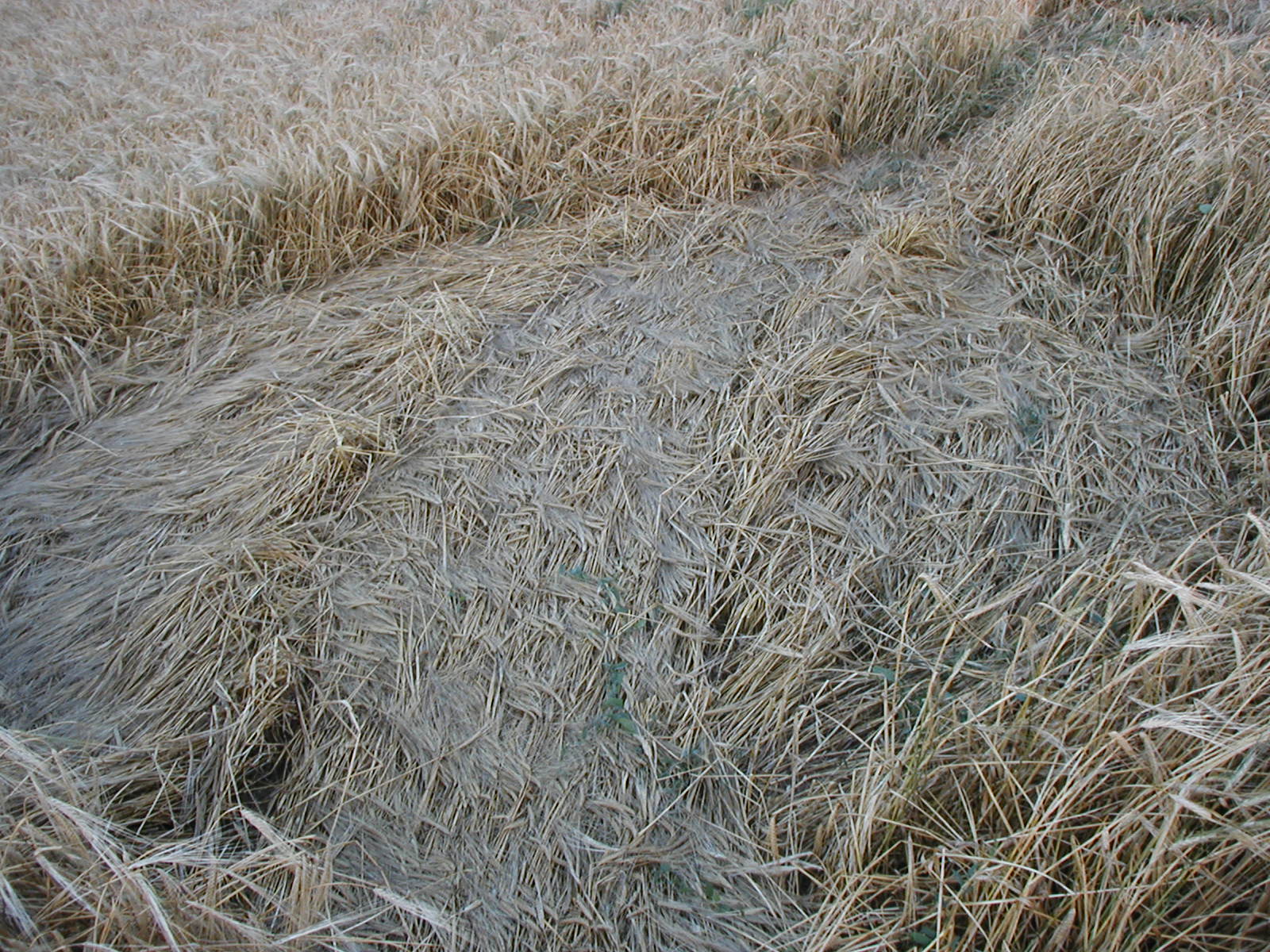 obraz_zvuk:priroda:obrazce_v_krajine:2004:cesko:17_-_rataje_kromeriz_cesko_-_23.7.2004.jpg