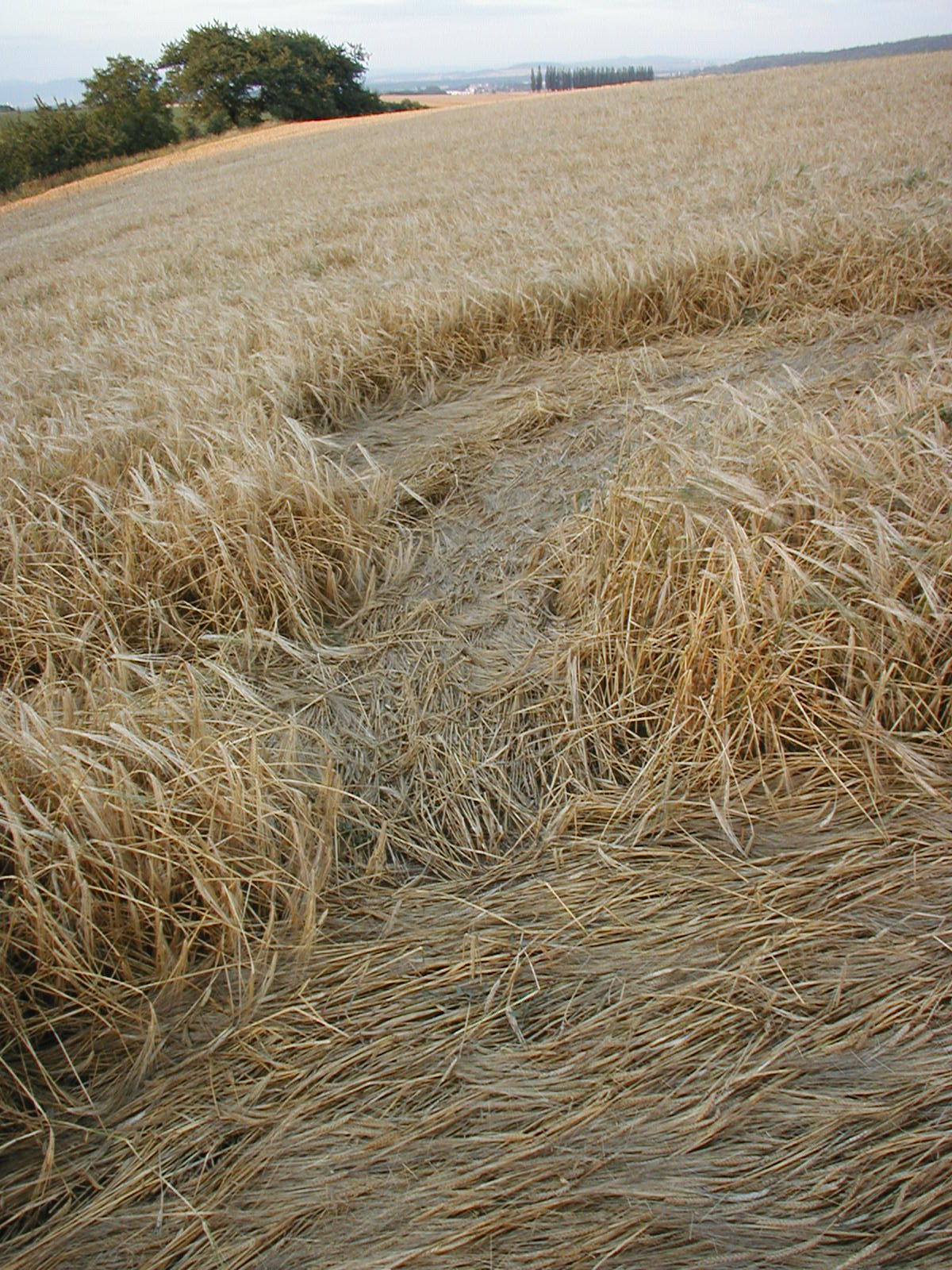 obraz_zvuk:priroda:obrazce_v_krajine:2004:cesko:18_-_rataje_kromeriz_cesko_-_23.7.2004.jpg