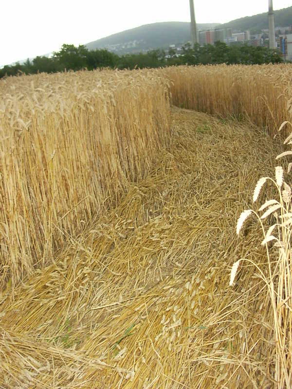 obraz_zvuk:priroda:obrazce_v_krajine:2004:cesko:4_-_mladcova_u_zlina_cesko_-_18.7.2004.jpg